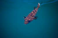 Bullseye Puffer