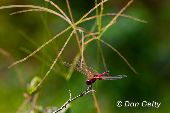 Spot-winged Glider