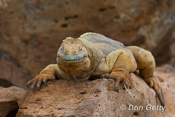 Galapagos Land Iguana