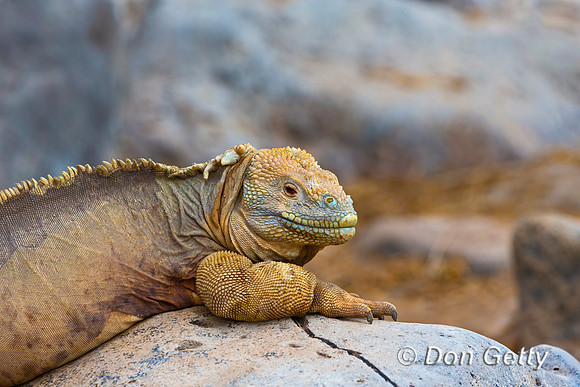 Galapagos Land Iguana