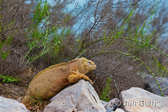 Galapagos Land Iguana