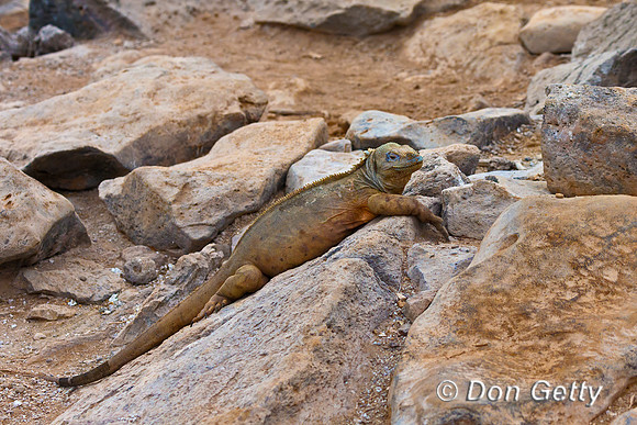 Galapagos Land Iguana