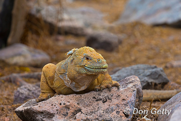Galapagos Land Iguana