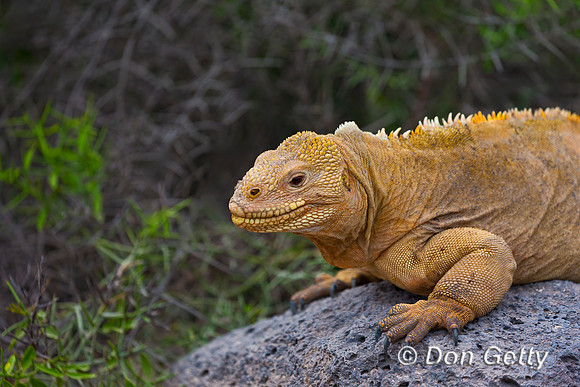 Galapagos Land Iguana