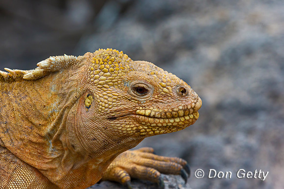 Galapagos Land Iguana
