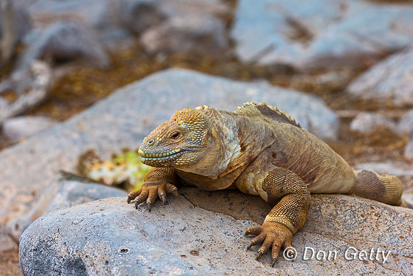 Galapagos Land Iguana