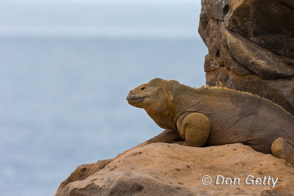 Galapagos Land Iguana