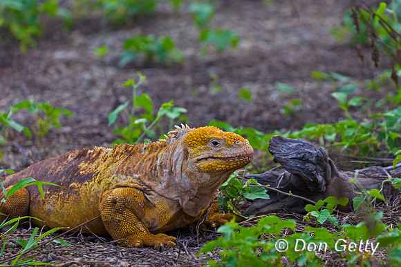 Galapagos Land Iguana
