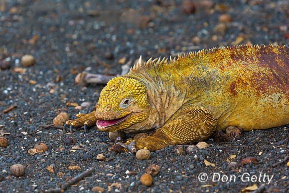 Galapagos Land Iguana