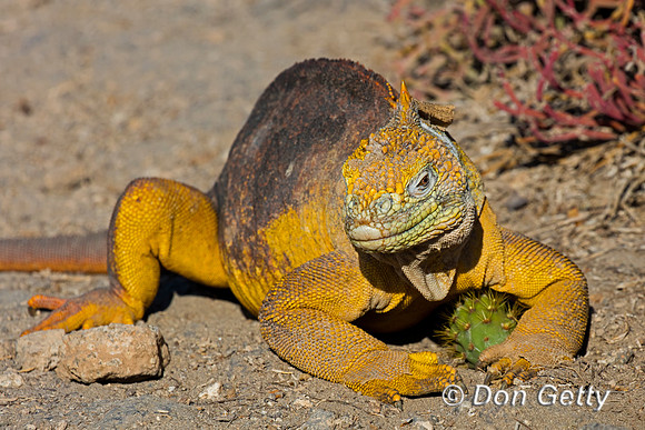 Galapagos Land Iguana