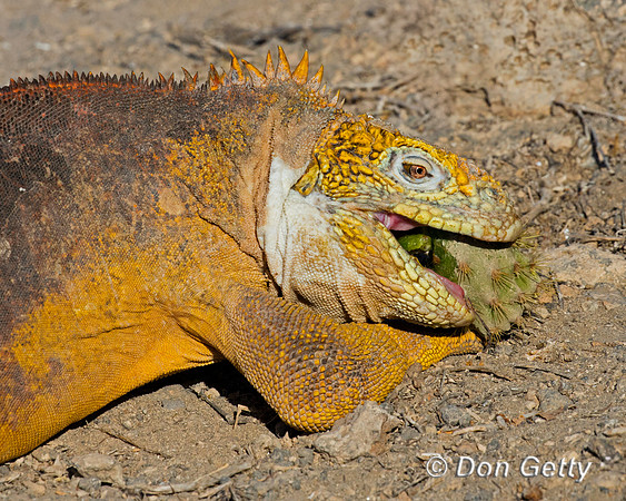 Galapagos Land Iguana