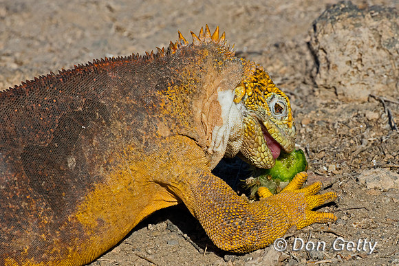 Galapagos Land Iguana