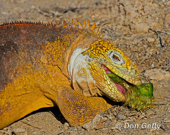 Galapagos Land Iguana