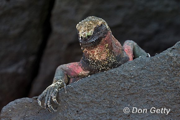 Marine Iguana