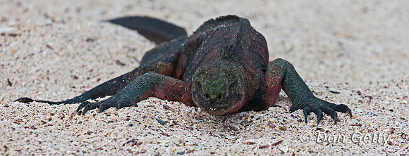 Marine Iguana