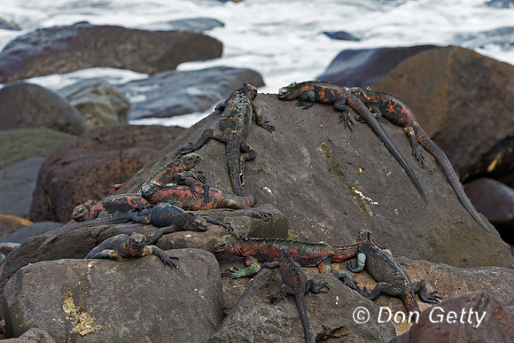 Marine Iguana
