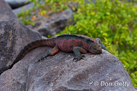 Marine Iguana