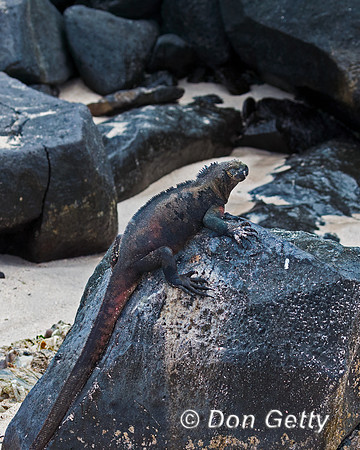 Marine Iguana