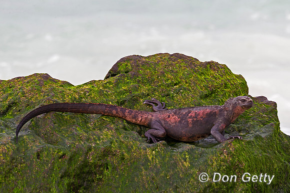 Marine Iguana