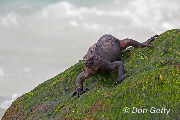 Marine Iguana
