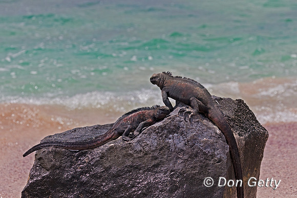Marine Iguana