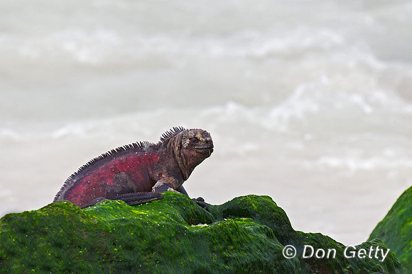 Marine Iguana