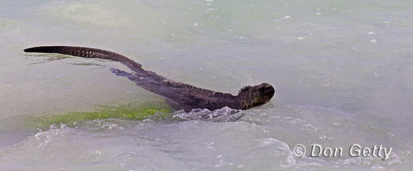 Marine Iguana