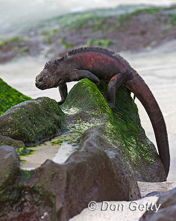 Marine Iguana