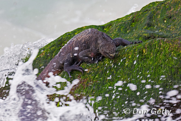Marine Iguana