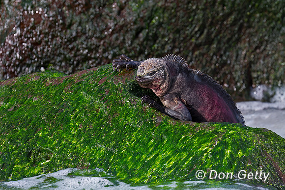 Marine Iguana