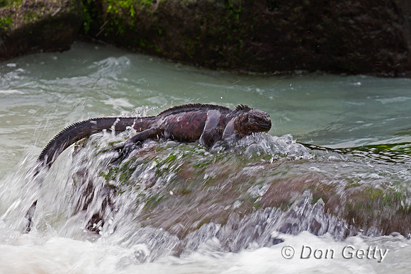 Marine Iguana