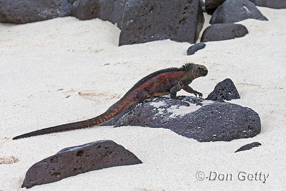 Marine Iguana