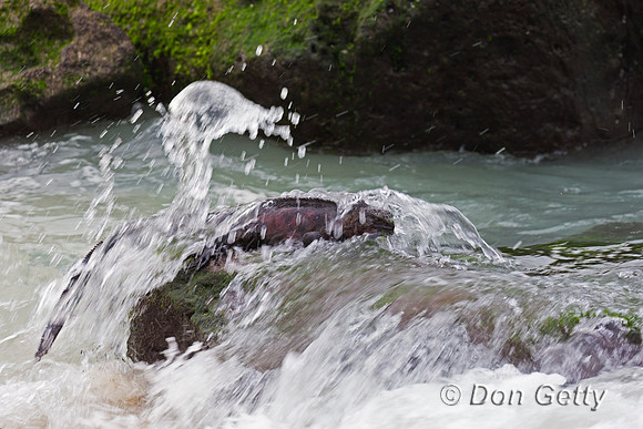 Marine Iguana