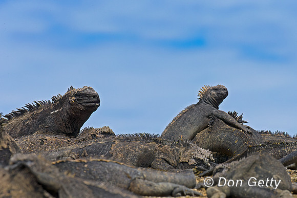 Marine Iguana