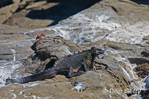 Marine Iguana