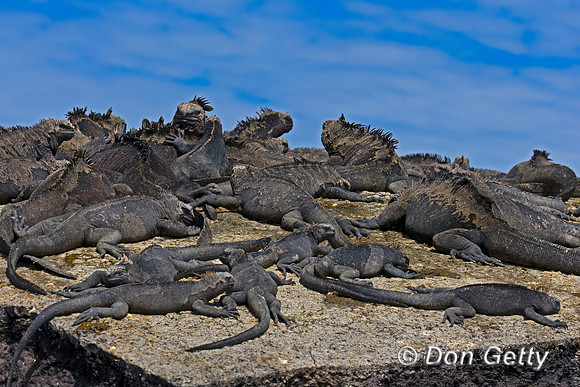 Marine Iguana