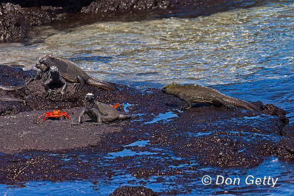 Marine Iguana