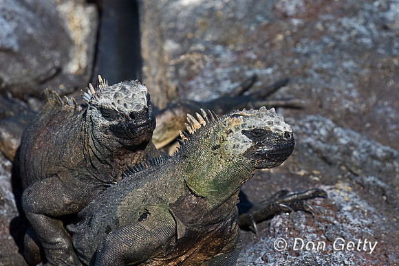 Marine Iguana