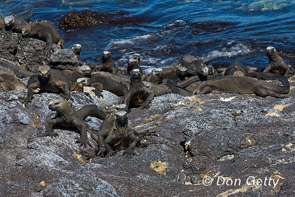Marine Iguana