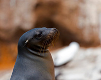 Galápagos Sea Lion