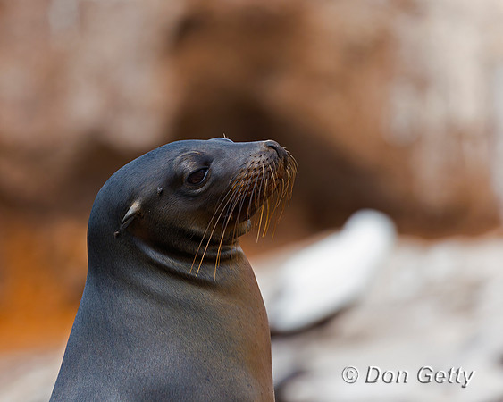 Galápagos Sea Lion