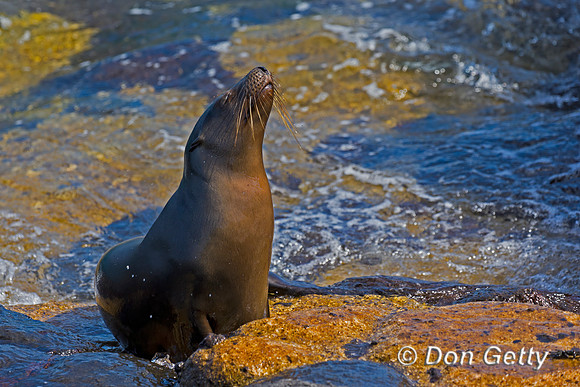 Galápagos Sea Lion