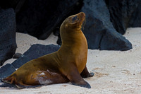 Galápagos Sea Lion