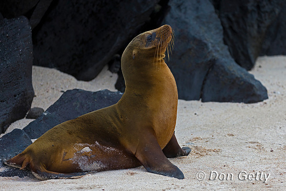 Galápagos Sea Lion