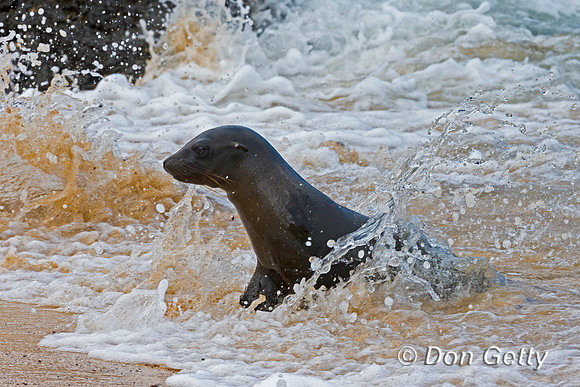 Galápagos Sea Lion
