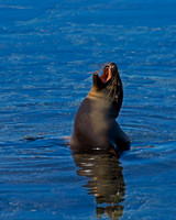 Sea Lion, Galápagos
