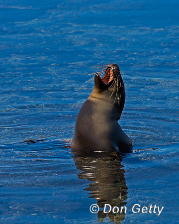 Galápagos Sea Lion