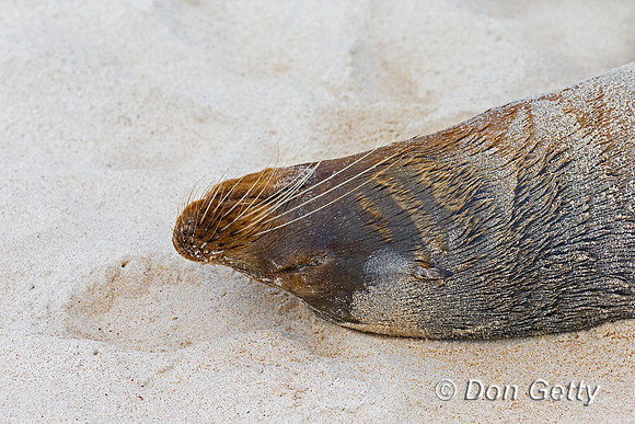 Galápagos Sea Lion