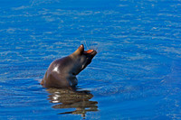 Galápagos Sea Lion