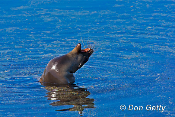 Galápagos Sea Lion